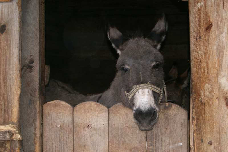warsztaty świąteczne